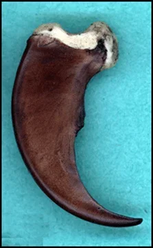 Hand Painted Bear Claws Made of Resin Material